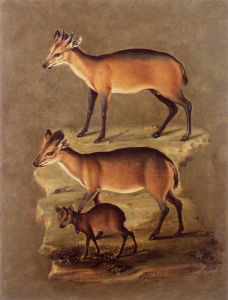 Main Product Photo of Mammals Painting by Giuseppe Arcimboldo