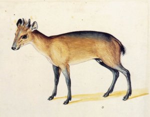 Red-Flanked Duiker by Giuseppe Arcimboldo Oil Painting