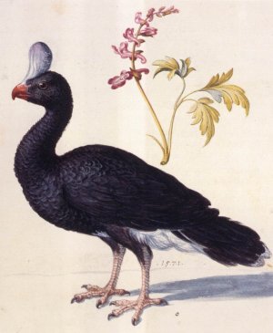 Study of a Helmeted Curassow by Giuseppe Arcimboldo Oil Painting