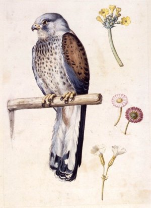Study of a Lesser Kestrel and Flowers by Giuseppe Arcimboldo Oil Painting