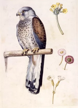 Study of a Lesser Kestrel and Flowers painting by Giuseppe Arcimboldo
