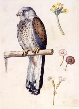 Study of a Lesser Kestrel and Flowers Oil painting by Giuseppe Arcimboldo