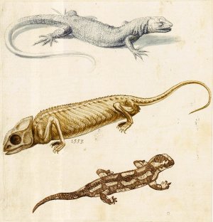 Study of a Lizard, a Chameleon and a Salamander