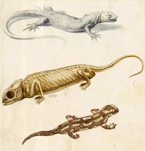 Study of a Lizard, a Chameleon and a Salamander by Giuseppe Arcimboldo Oil Painting