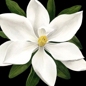 Midnight Magnolia I by Grace Popp Oil Painting
