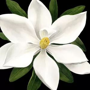 Midnight Magnolia I by Grace Popp Oil Painting