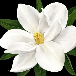 Midnight Magnolia II by Grace Popp Oil Painting