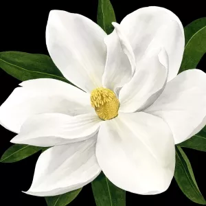 Midnight Magnolia II by Grace Popp Oil Painting