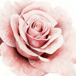 Pink Rose I by Grace Popp Oil Painting