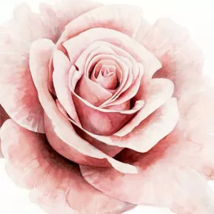 Pink Rose I Oil painting by Grace Popp