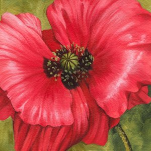 Vivid Poppy II by Grace Popp Oil Painting