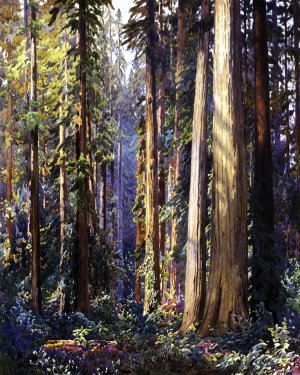 Redwoods