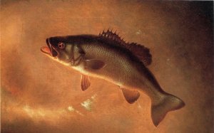 Broadtail Bass