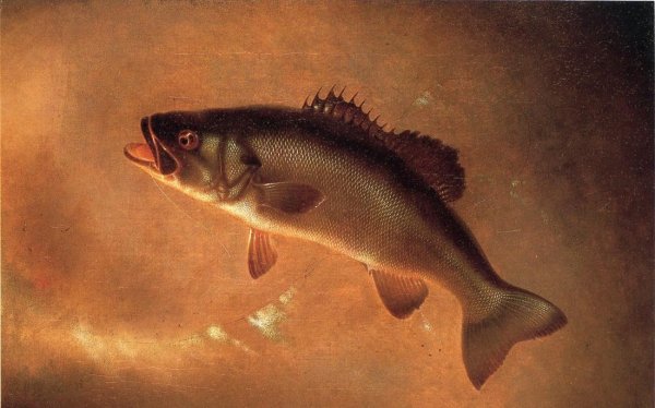 Main Product Photo of Broadtail Bass Painting by Gurdon Trumbull