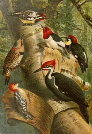 Die Nordamerikanische Vogelwelt pl01 Oil painting by Gustav Mutzel