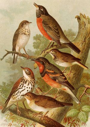 Die Nordamerikanische Vogelwelt pl02 by Gustav Mutzel Oil Painting