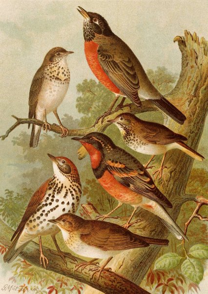 Die Nordamerikanische Vogelwelt pl02  by Gustav Mutzel - Hand-Painted Oil Painting Reproduction