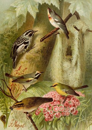 Die Nordamerikanische Vogelwelt pl12 by Gustav Mutzel Oil Painting