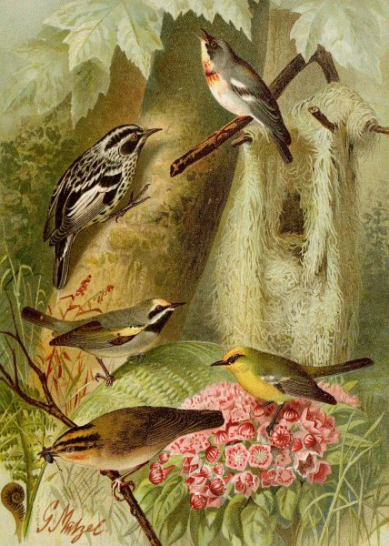 Die Nordamerikanische Vogelwelt pl12  by Gustav Mutzel - Hand-Painted Oil Painting Reproduction