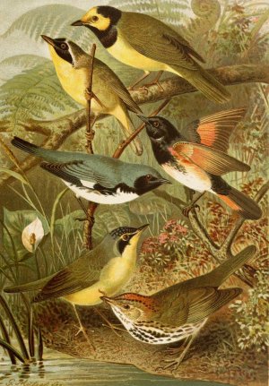 Die Nordamerikanische Vogelwelt pl15 by Gustav Mutzel Oil Painting