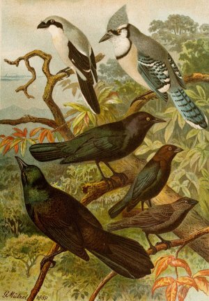 Die Nordamerikanische Vogelwelt pl18 by Gustav Mutzel Oil Painting