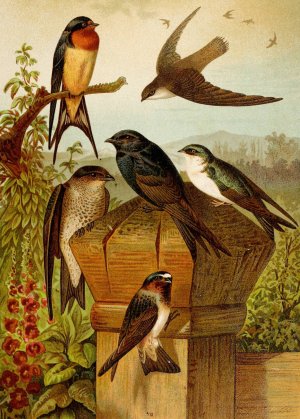 Die Nordamerikanische Vogelwelt pl19 by Gustav Mutzel Oil Painting