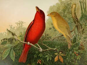 Die Nordamerikanische Vogelwelt pl20 by Gustav Mutzel Oil Painting