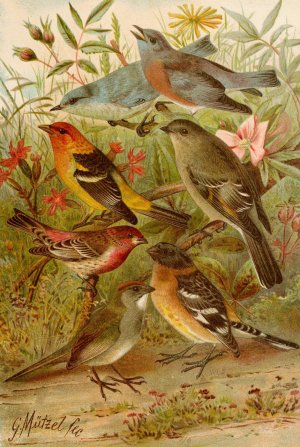 Die Nordamerikanische Vogelwelt pl21 by Gustav Mutzel Oil Painting