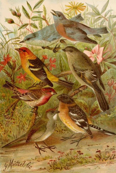 Die Nordamerikanische Vogelwelt pl21  by Gustav Mutzel - Hand-Painted Oil Painting Reproduction