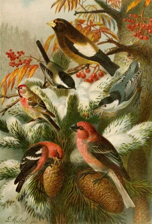 Die Nordamerikanische Vogelwelt pl22 by Gustav Mutzel Oil Painting