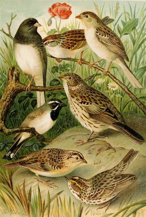 Die Nordamerikanische Vogelwelt pl24 by Gustav Mutzel Oil Painting