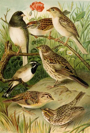 Die Nordamerikanische Vogelwelt pl24 Oil painting by Gustav Mutzel