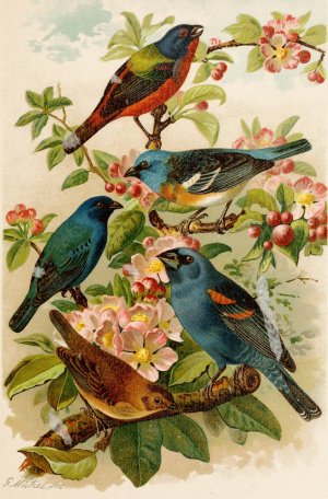 Die Nordamerikanische Vogelwelt pl28 by Gustav Mutzel Oil Painting