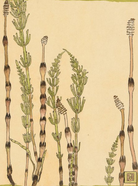 Main Product Photo of Horsetail  Painting by Hannah Borger Overbeck