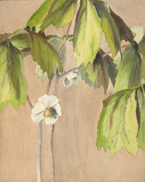 May Apple by Hannah Borger Overbeck Oil Painting