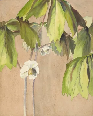 May Apple by Hannah Borger Overbeck Oil Painting