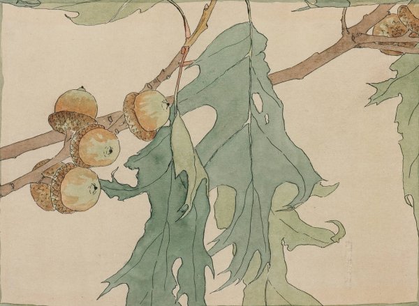 Main Product Photo of Oak and Acorns  Painting by Hannah Borger Overbeck
