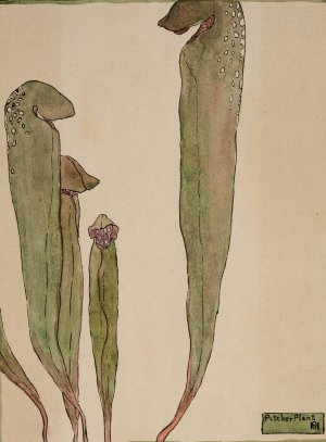 Pitcher Plant by Hannah Borger Overbeck Oil Painting