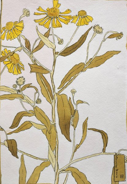 Main Product Photo of Sneeze Weed  Painting by Hannah Borger Overbeck