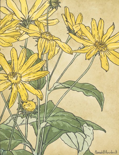 Main Product Photo of Sunflowers  Painting by Hannah Borger Overbeck