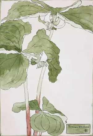 Trillium Erectum by Hannah Borger Overbeck Oil Painting