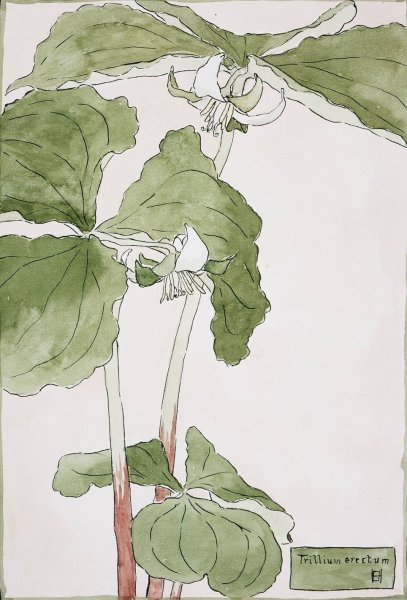 Trillium Erectum  by Hannah Borger Overbeck - Hand-Painted Oil Painting Reproduction