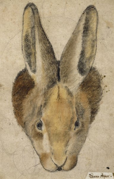 Hase von vorn by Hans Asper - Hand-Painted Oil Painting Reproduction