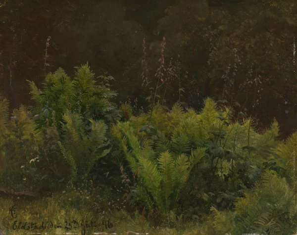 Main Product Photo of Study of Ferns  Painting by Hans Gude