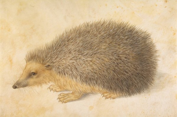 Main Product Photo of A Hedgehog  Painting by Hans Hoffmann