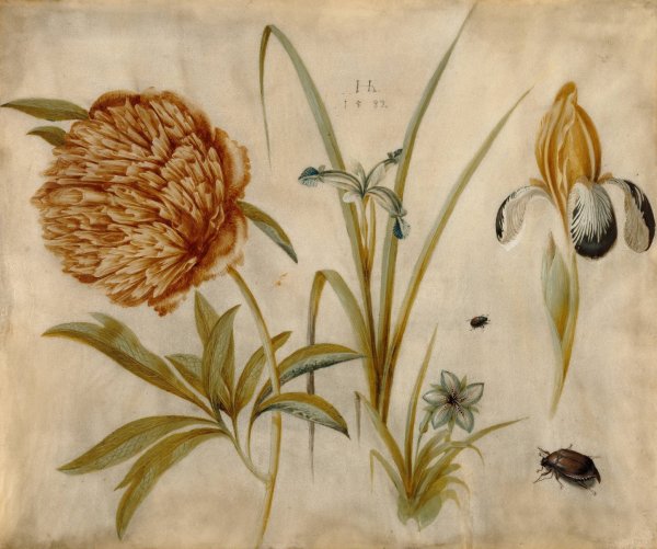 Main Product Photo of Flowers and Beetles  Painting by Hans Hoffmann
