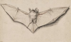 Bat with Outspread Wings by Hans Holbein The Younger Oil Painting