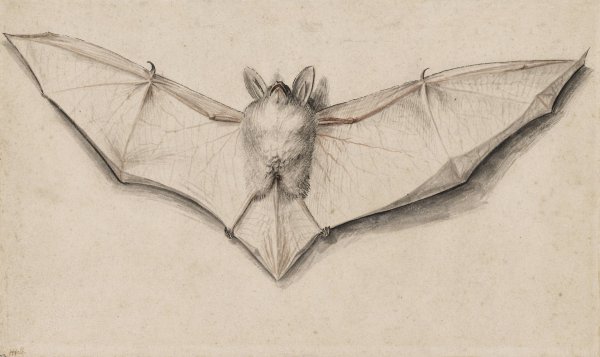 Main Product Photo of Bat with Outspread Wings  Painting by Hans Holbein The Younger