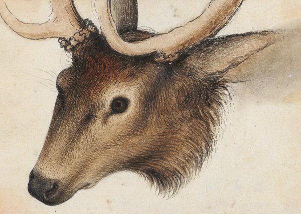 Main Product Photo of Hirschkopf Painting by Hans Hug Kluber