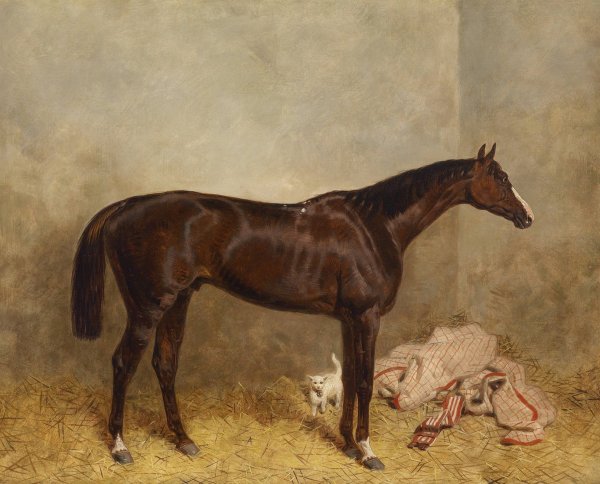 Main Product Photo of Prince Charlie Painting by Harald R Hall